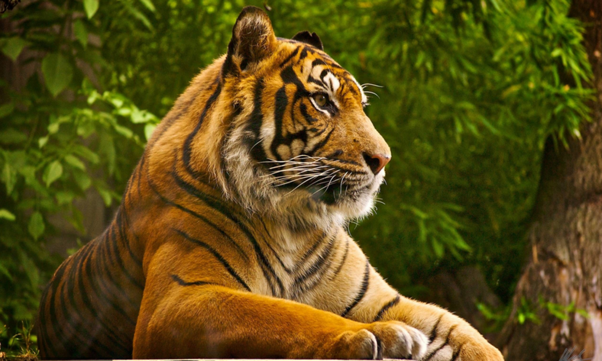 GMS: House 8-1 Tigers 